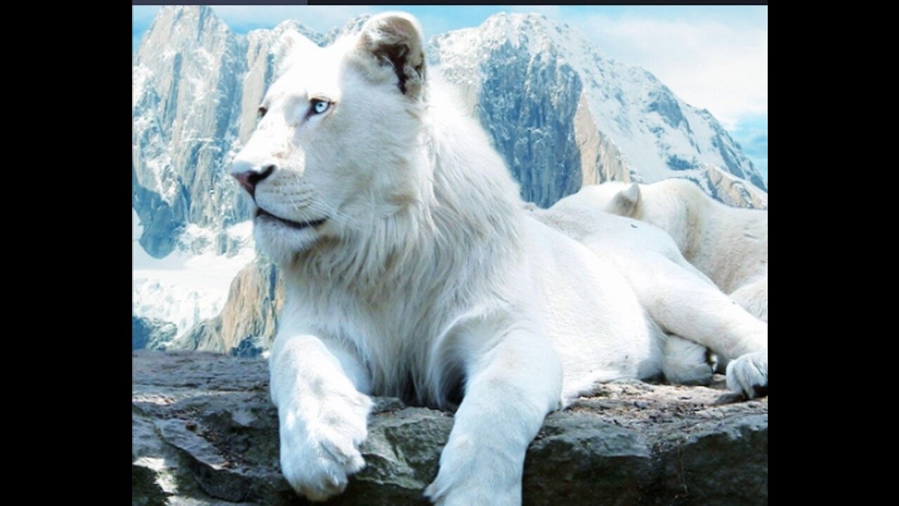 The Rare and Exotic Animals _ White Lions_-[HD]National Geographic[Full Documentary]