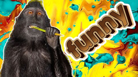 Funny clip of animals