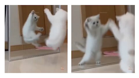Funny Cats Will Make You Smile