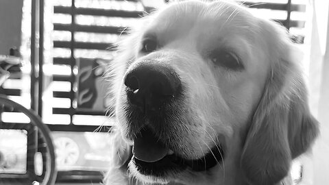 The struggle recording a dog video, can any one relate ? #goldenretriever