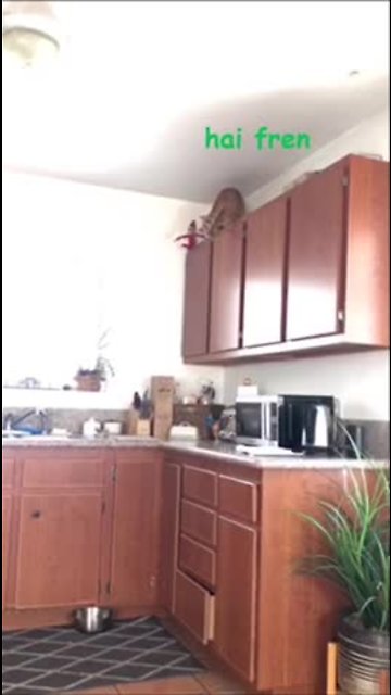 Hilarious Cat "Interrogates" Elf On The Shelf