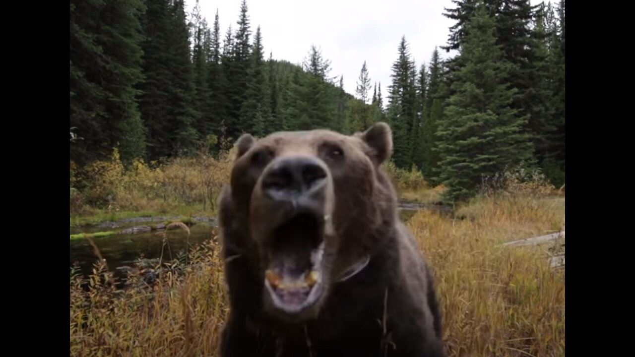 Grizzly caught is grumpy and goes on the attack!!!