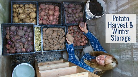 Salvaging An Old Well Pit & Turning it Into a Root Cellar - Potato Harvesting & Storage