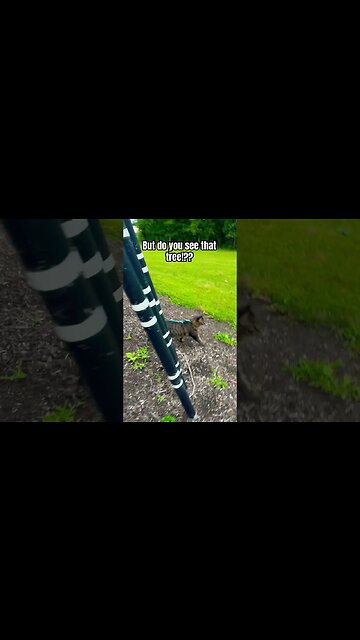 Cat at an art park! | kitty cat adventures 🐈 #shorts#cats#catlife