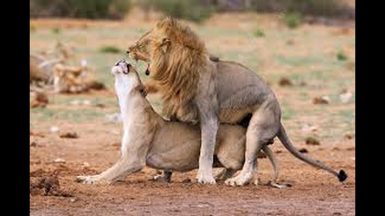 What Happens When Male Tiger & Female Lion Mate