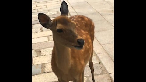 Hilarious screaming deer in Nara Japan (Original)