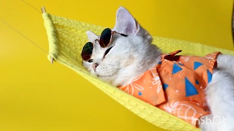 nice cat