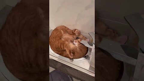 What can wake up a cat #cats #shorts