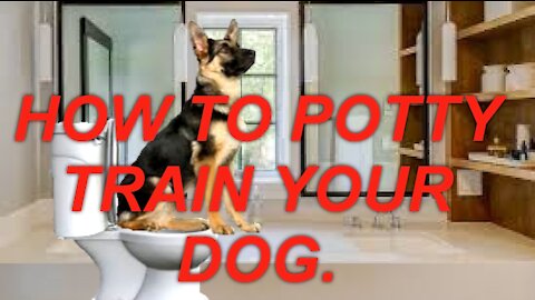 Here Are The 7 Best Tips On How To Potty Train Your Dog