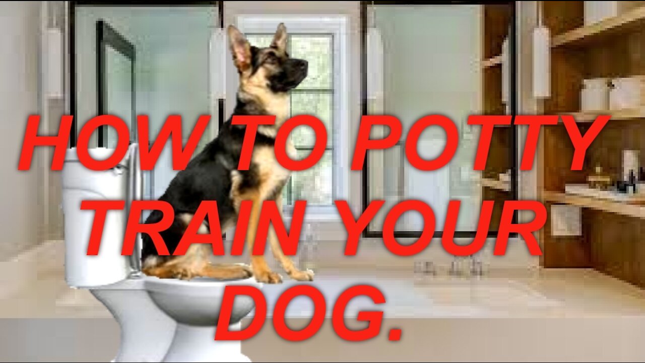 Here Are The 7 Best Tips On How To Potty Train Your Dog