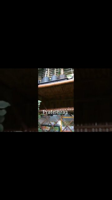 floricultura de bambu #shorts