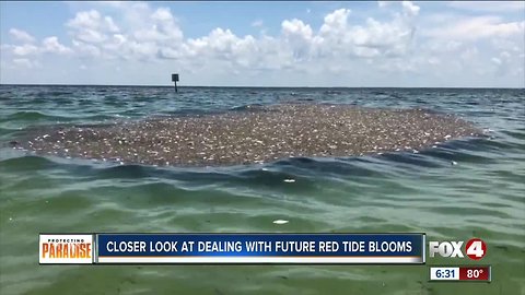 CROW: Three birds dead from red tide poisoning