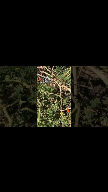 🍅SALSA GARDEN🫑