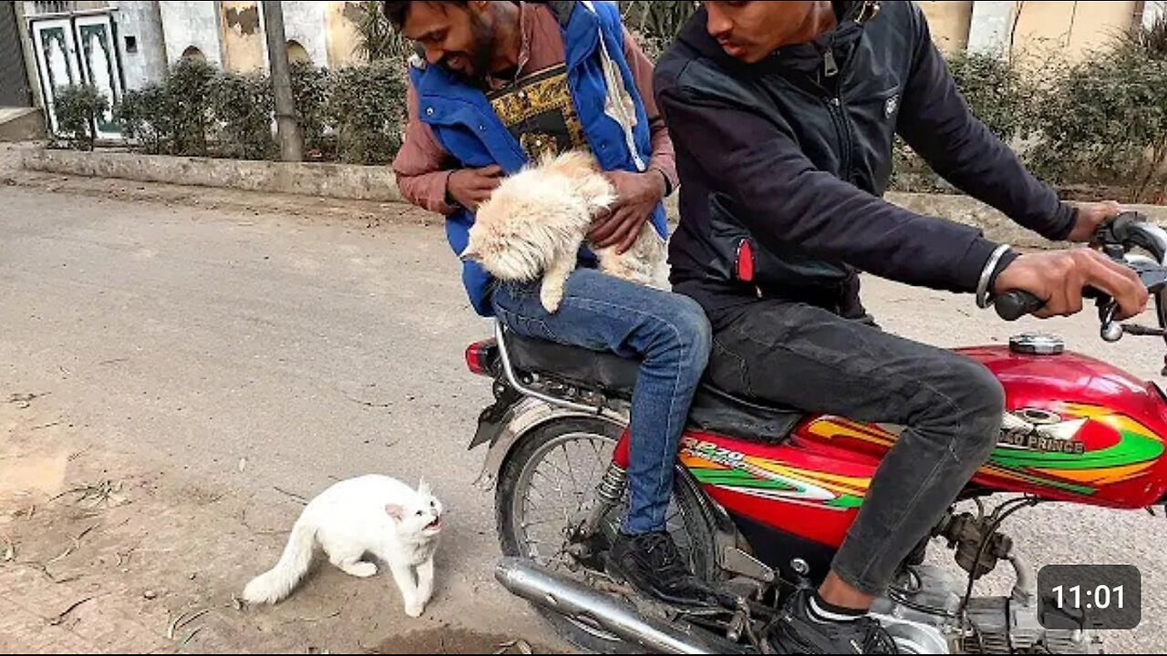 Mother cat begging her owner to not leave her kittens here_ but he laughed. Unbelievable_