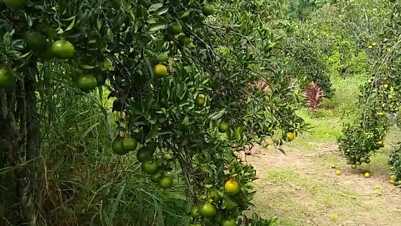 poncan com super produção sem gastar um centavo