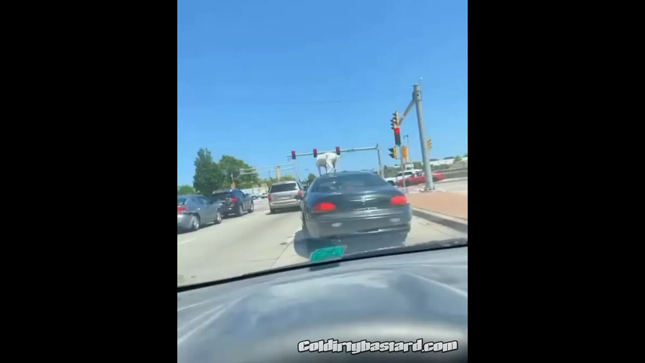 pitbull in traffic