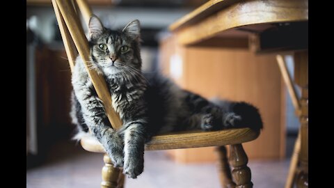 Baby with his little cat 🐱🤗