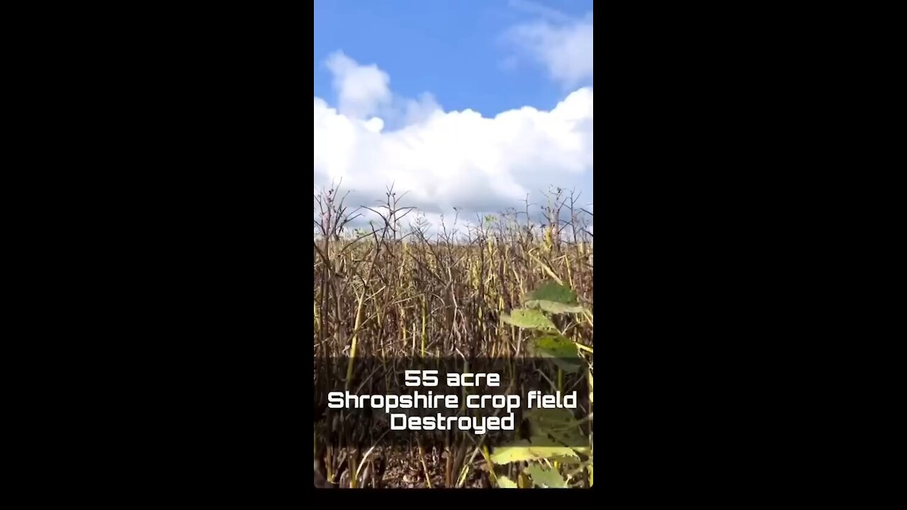 55 Acre Shropshire Crop Field Destroyed with Chemtrails?