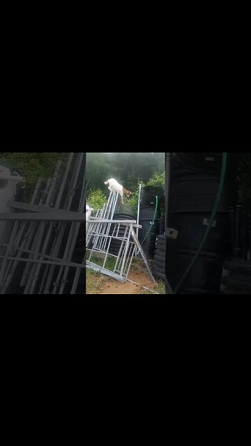 goat reminding us he's a goat and why they are almost impossible to keep in #goats #thefreeamerican