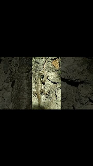 Não é uma bela em?? #shorts