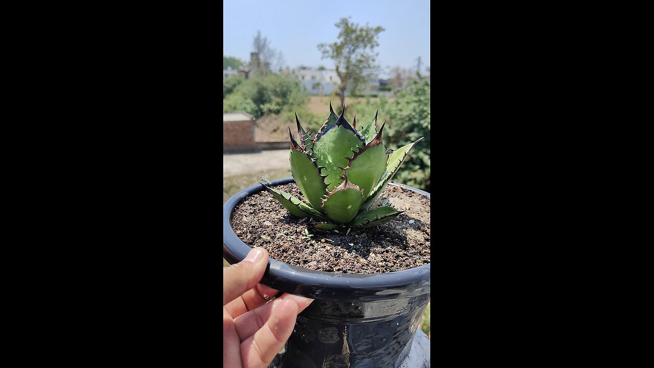 Agave Titanota Black Flame