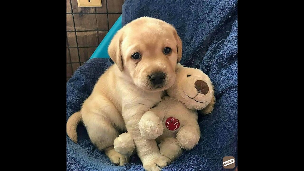 CUTE LABRADOR PUPPIES. *MADE MY DAY*