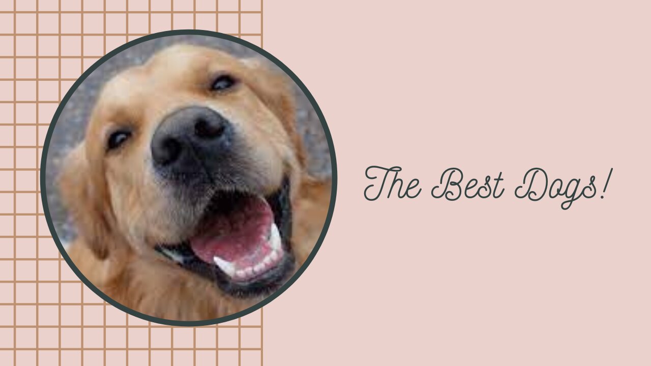 THE BEST DOGS - PART 1