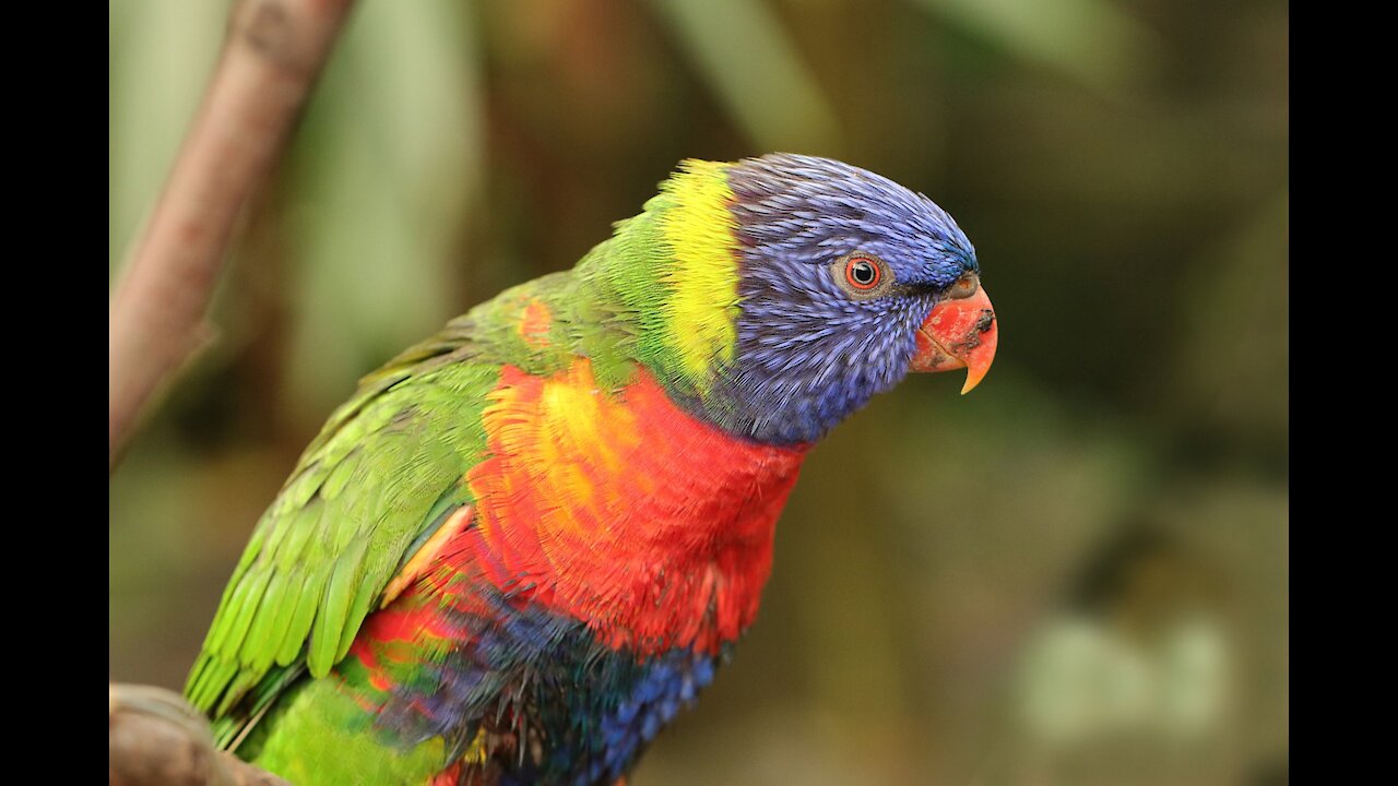 The most beautiful rare parrot with a blue head