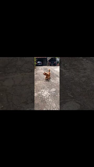 #dogshow , #animals , #dogs , #shorts