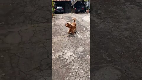 #dogshow , #animals , #dogs , #shorts