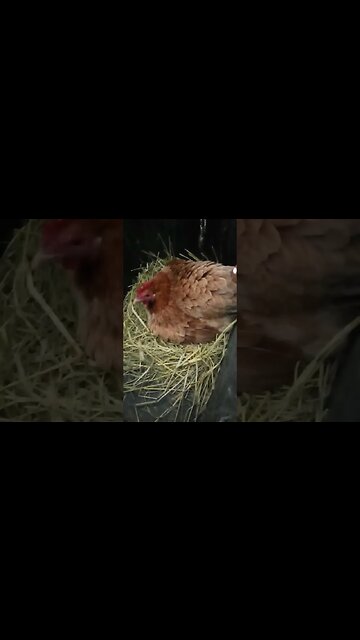 Good morning Forest, laying an egg 31st March 2023