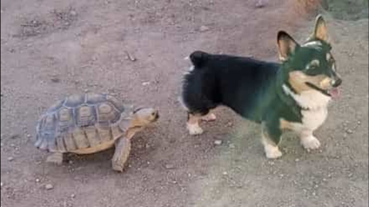 Corgi e tartaruga brincam de pega-pega