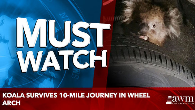 Koala survives 10-mile journey in wheel arch