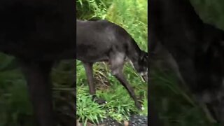 The dogs come for a walk to investigate the flood