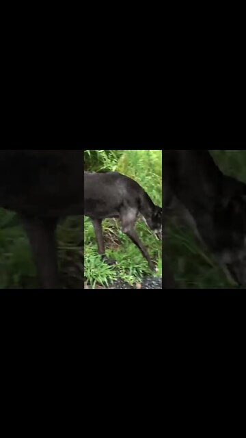 The dogs come for a walk to investigate the flood