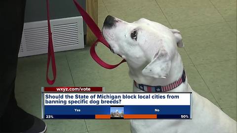 Michigan Senate bill would stop local cities from banning dog breeds