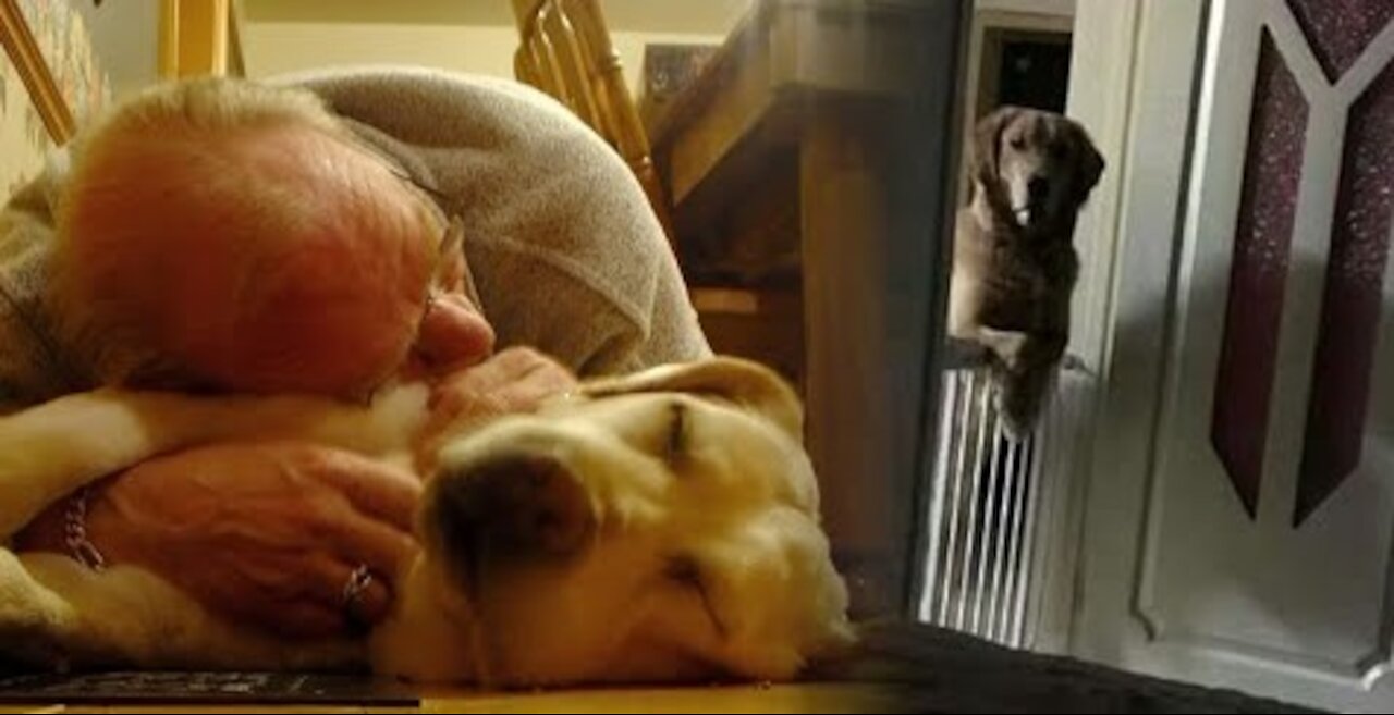 Dog Watches Owner Fall Asleep Every Night Cause He’s Afraid Of Being Abandoned