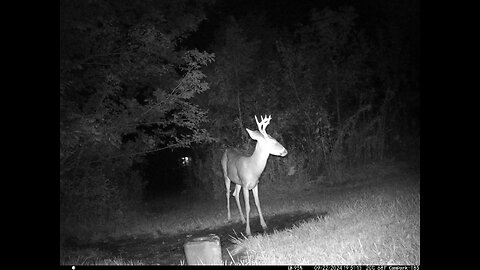 Buck Deer 9-22-2024