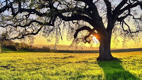 Oak Tree and Rapeseed Blossom at Sunset at the Hill Park: Photos.