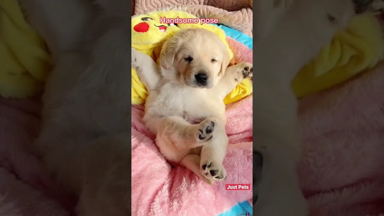 Puppy 🐶 perfect pose #cute #funnyanimals #tiktok #funnyvideos