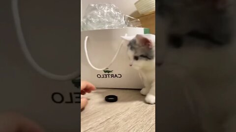 #shorts Смешные Коты Из Тик Тока 121 Funny Cats From Tiktok