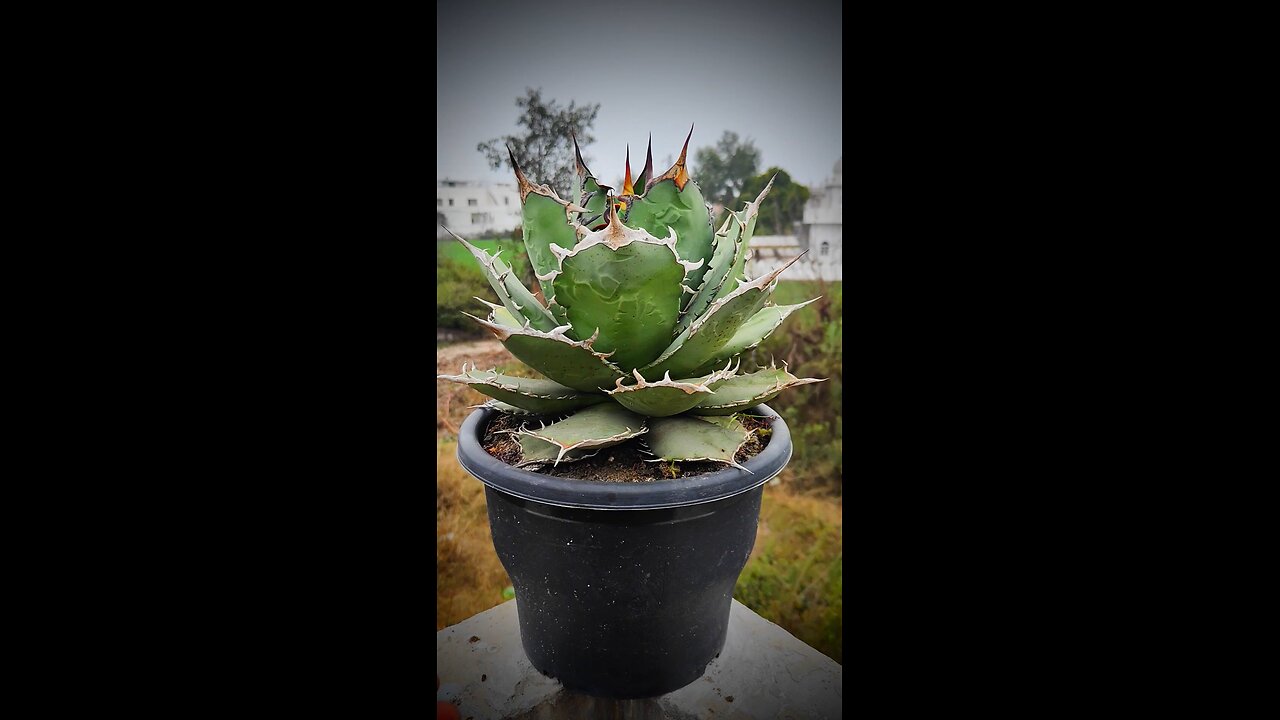 Agave Titanota F0-76 long spine