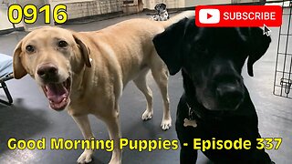 [0916] GOOD MORNING PUPPIES - EPISODE 337 [#dogs #doggos #doggos #puppies #dogdaycare]