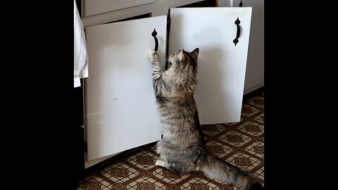 Leia Opening Cabinets