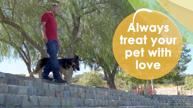 Teach your four legged friend to sit