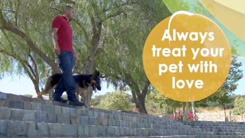 Teach your four legged friend to sit