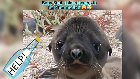 Baby Seal Asks Help for Rescuers