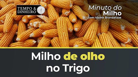 Milho de olho no Trigo