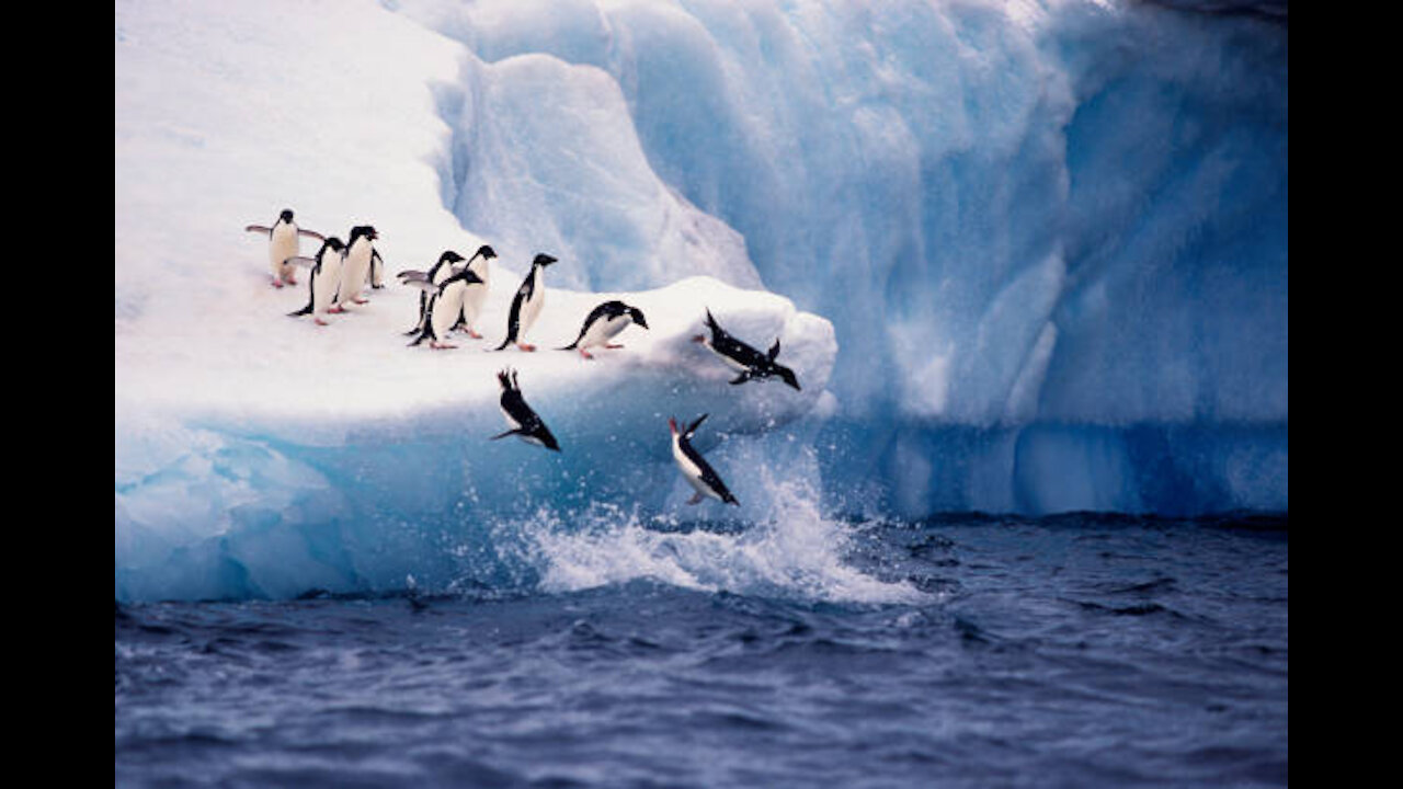 CUTE PENGUINS GO FOR A SWIM