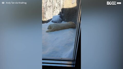 Urso polar se diverte deslizando na neve de zoo